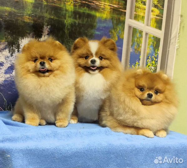 Профессиональный груминг