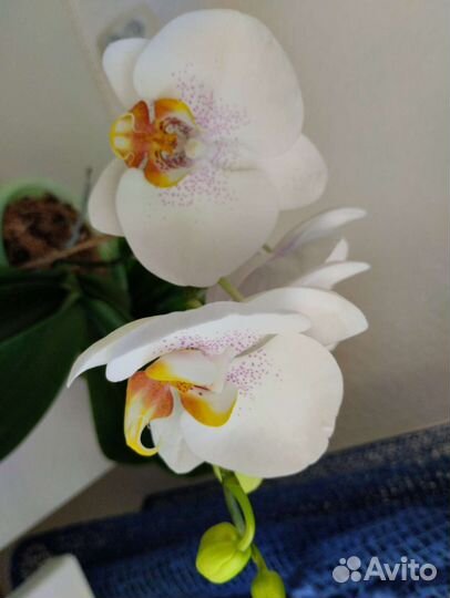 Орхидея фаленопсис