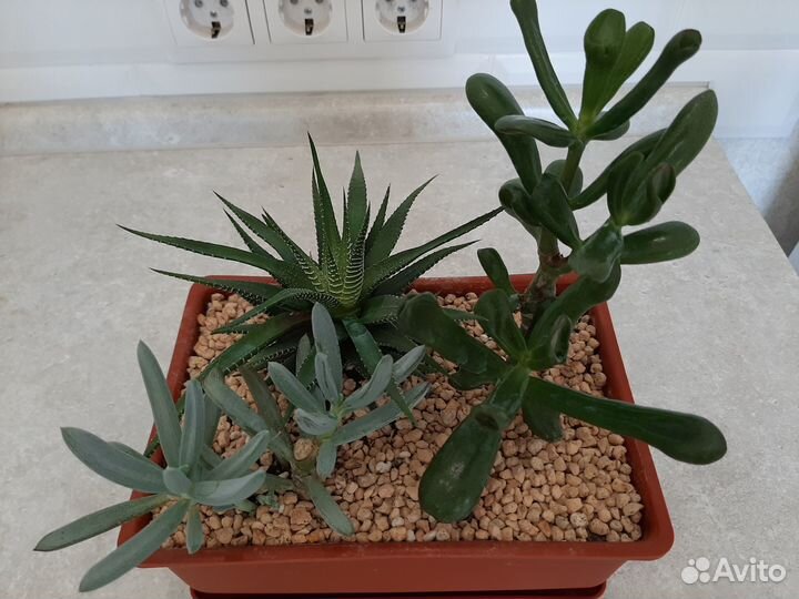 Садик из суккулентов