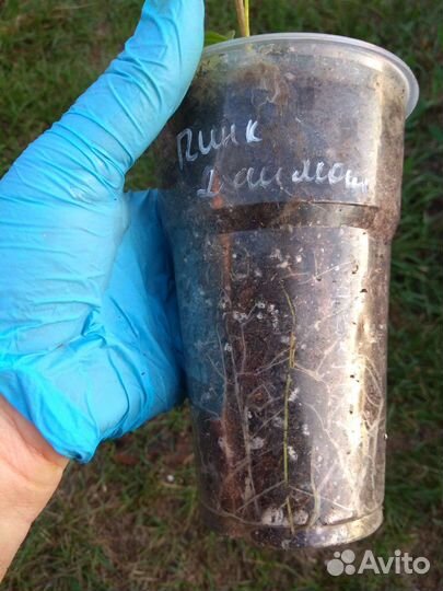 Гортензия Пинк Даймонд