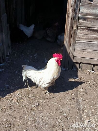 Петух