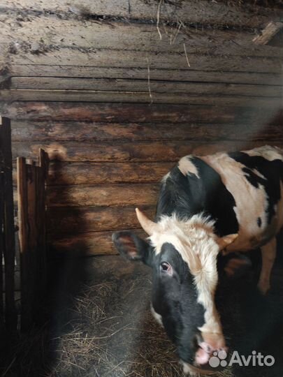 Бык и телка