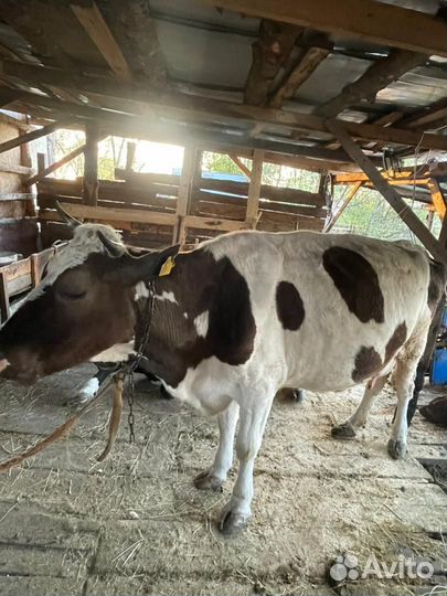 Корова дойная с теленком