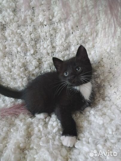 Котята разных окрасов