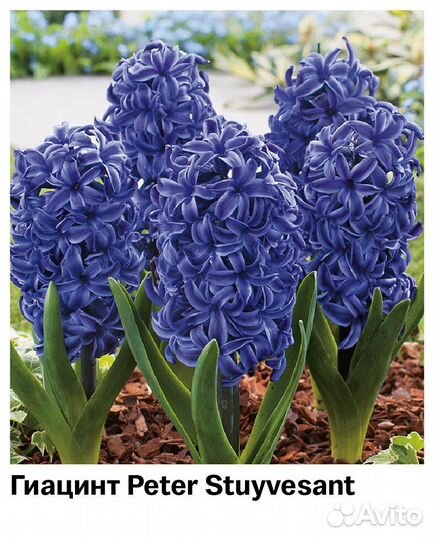Гиацинты луковицы