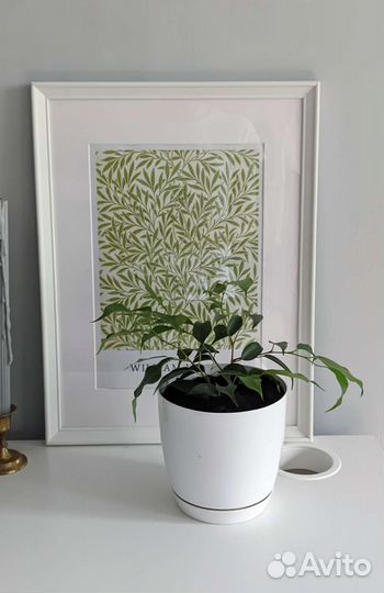 Распродаю Комнатные растения в горшках