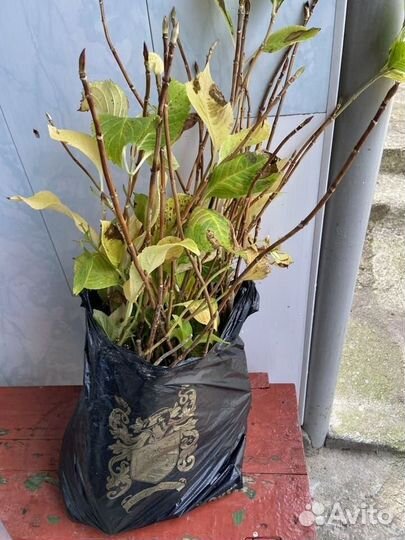 Гортензия крупнолистная саженцы