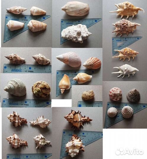 Ракушки для аквариума, поделок