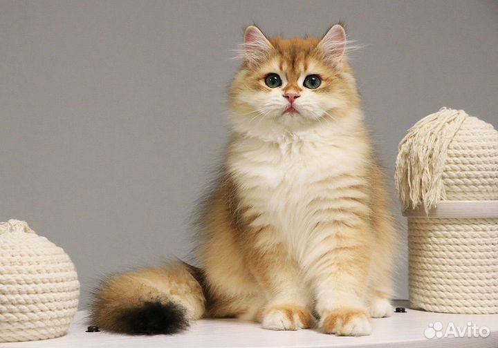 Британская длинношерстная золотая шиншилла, кот