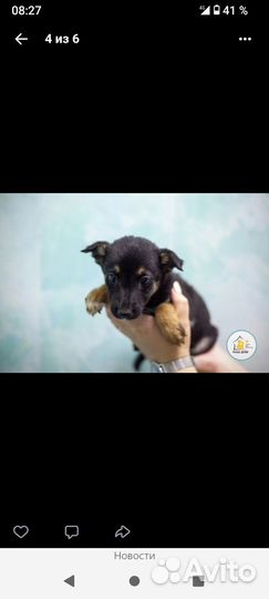 Щенки некрупной собаки 1 месяц