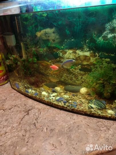Аквариум