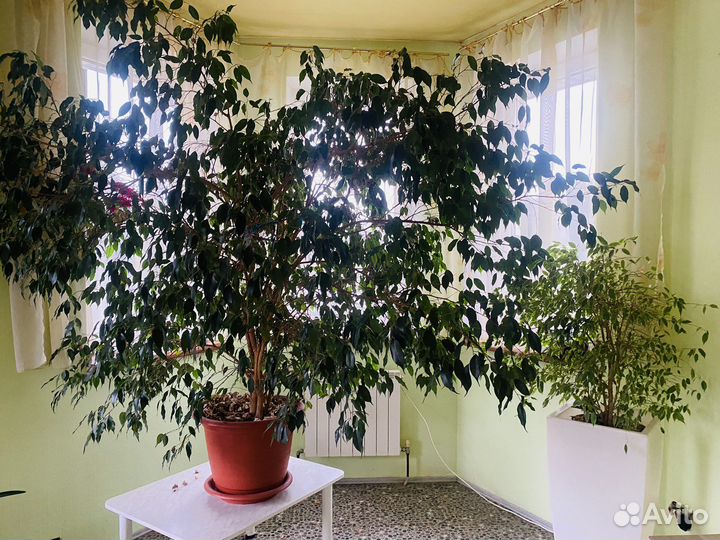 Комнатные растения цветы