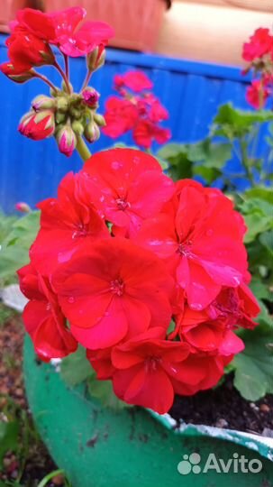 Пеларгония герань