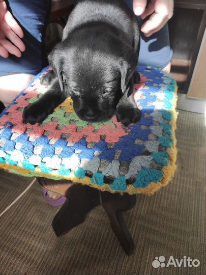 Щенки лабрадора