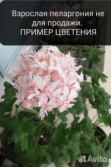 Пеларгония Ричард Хедсон