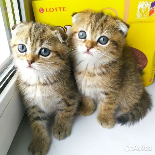 Золотые котятки