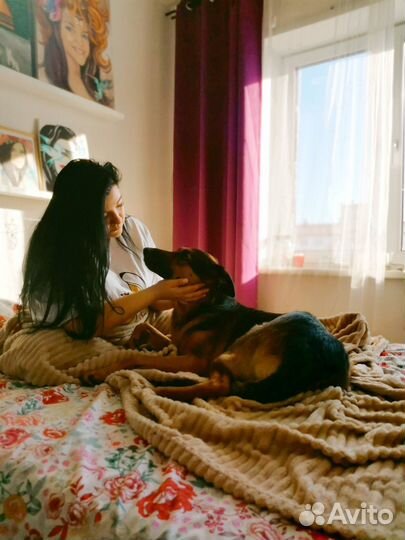 Выгул собак