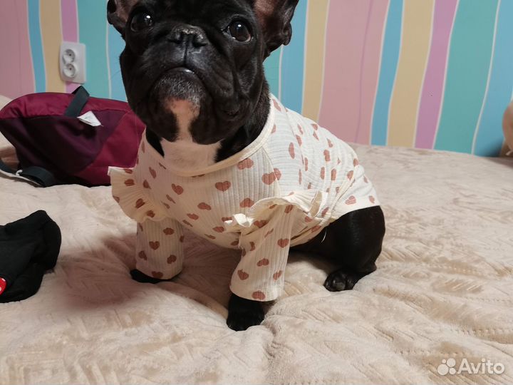 Комбинезоны для собак