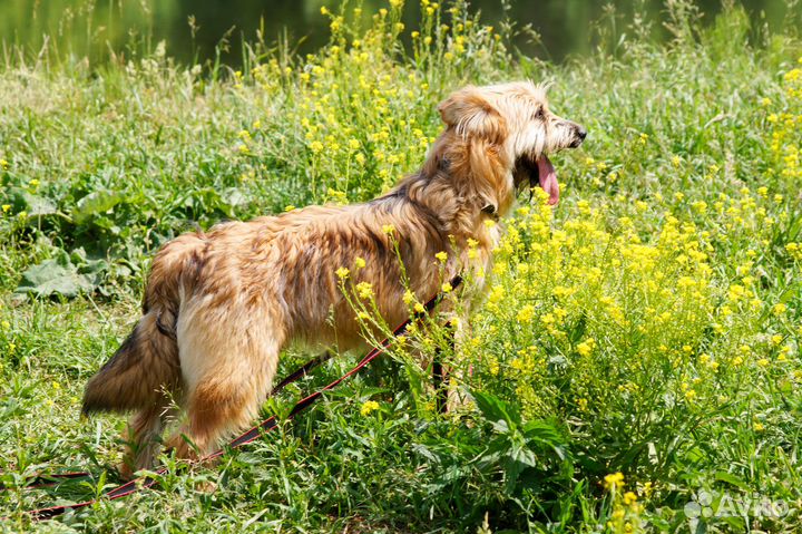 Милейший бородатик щенок из приюта в добрые руки
