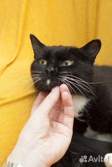 Моисей ищет дом