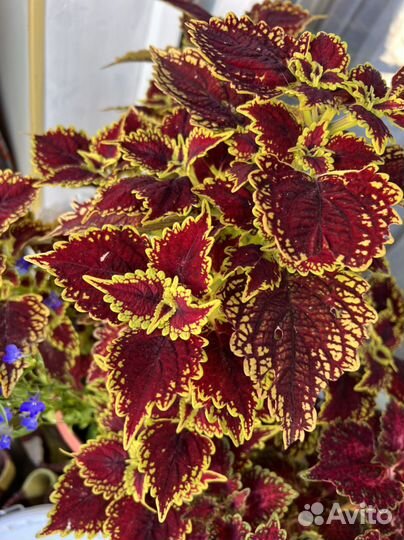 Цветы колеус и др