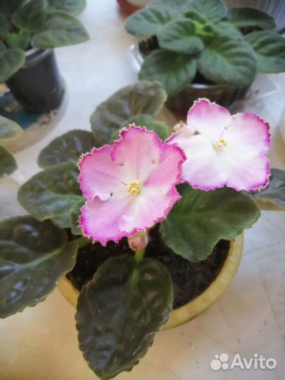 Гибискус китайская роза, Фиалка