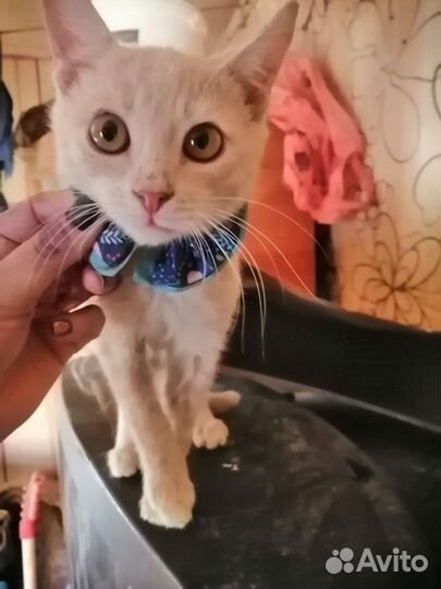 Котенок в добрые руки