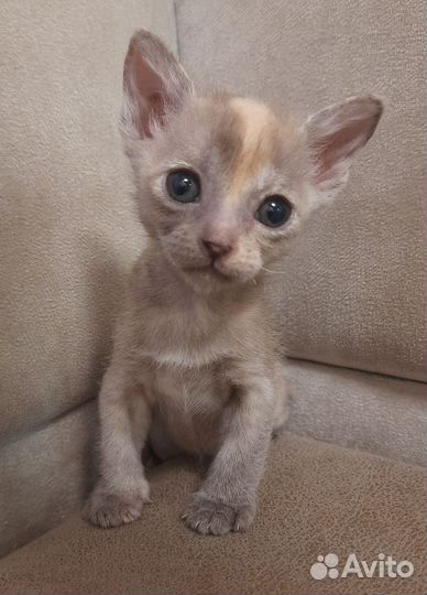 Бурманские котятки