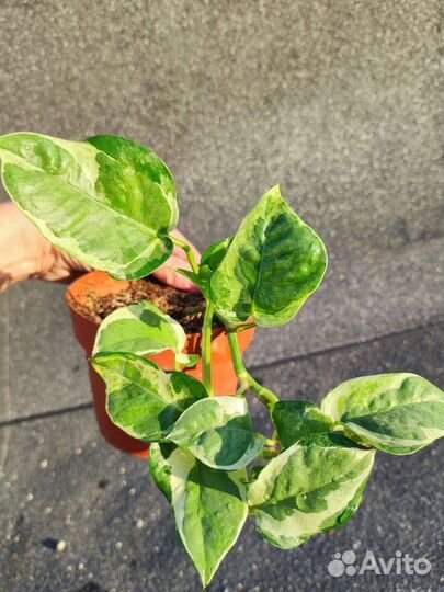 Эпипремнум н-Джой - Epipremnum N-Joy