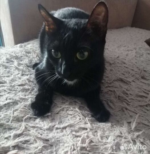 Кошка в дар