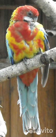 Попугай,амадины