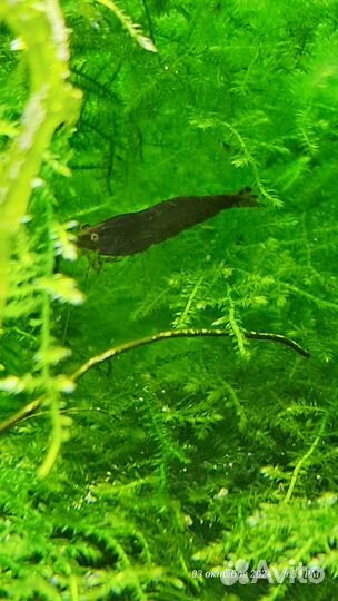 Аквариумные креветки