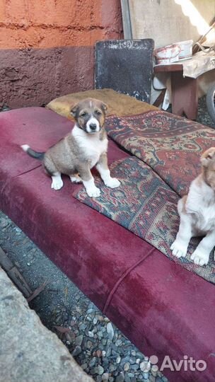 Щенки алабая чистокровные