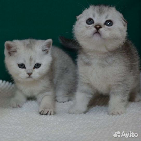 Шикарный вислоухий котик