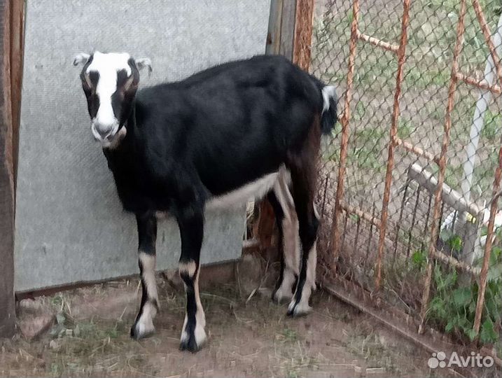 Коза