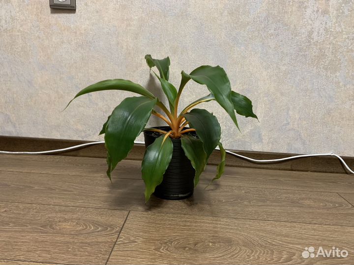 Хлорофитум оранж