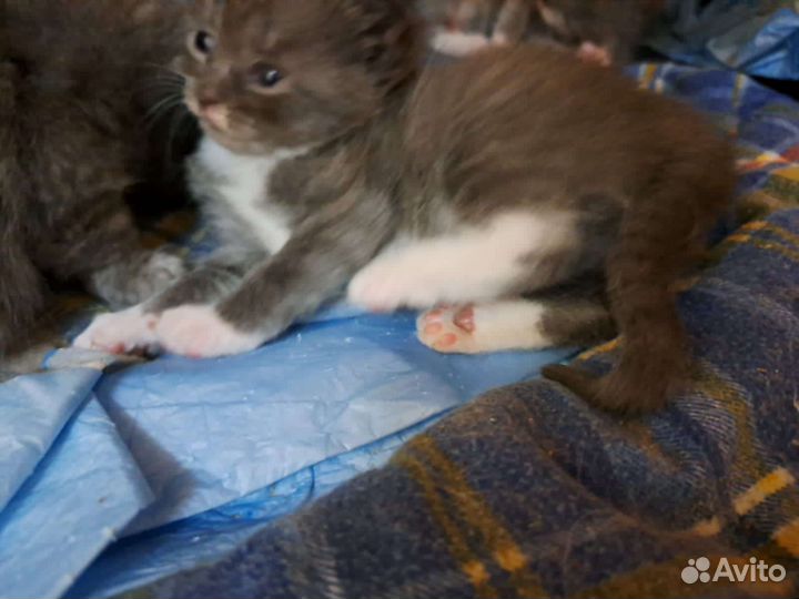 Вислоухие котята в добрые руки,бесплатно. Калуга