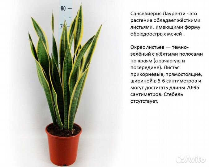 Сансевиерия