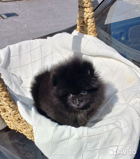 Померанский шпиц