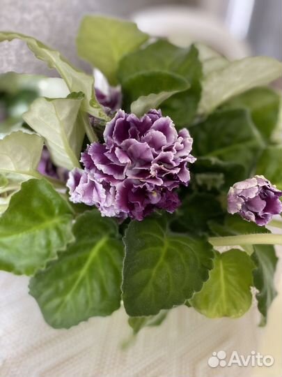 Комнатные цветы Фиалки