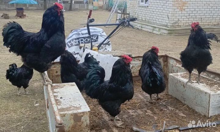Молодые петухи