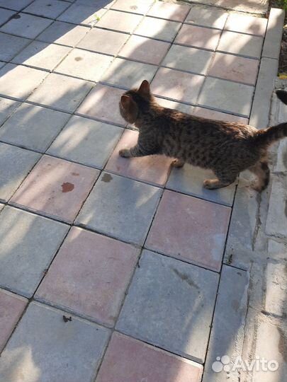 Котенок в добрые руки