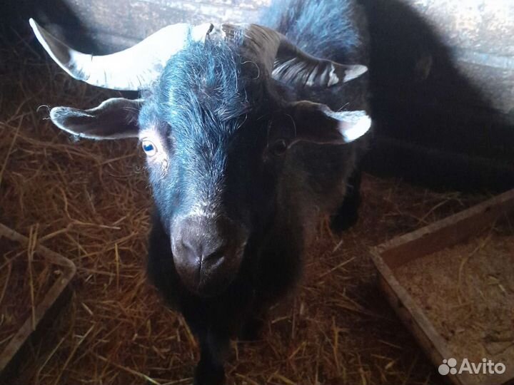 Поросятки1 и 2мес,пух.козы,яйцо гуся,телочка