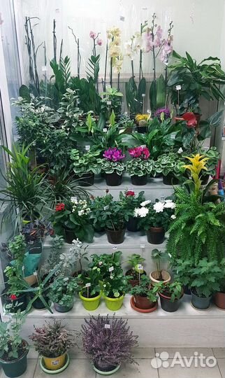 Комнатные цветы