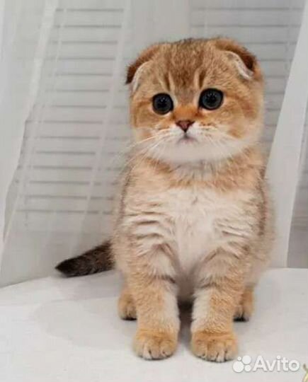 Элитные Шотландцы золотого окраса