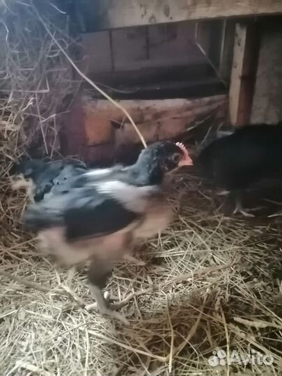 Мараны 2 мес