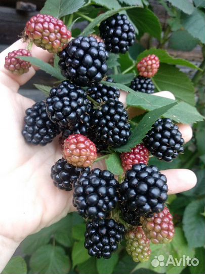 Саженцы гуми Монерон, жимолость, голу