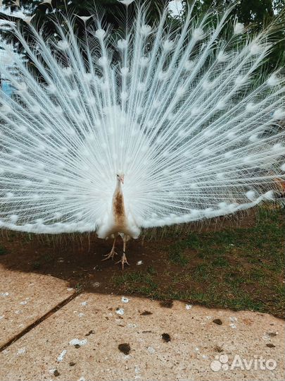 31авг24Иж Динопарк + Воткинские термы цо3086.02
