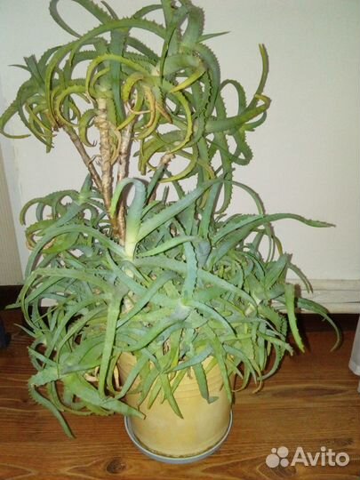 Алоэ столетник 25 года