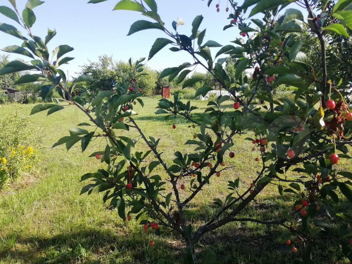 Участок 8 сот. (СНТ, ДНП)